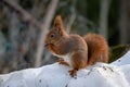 Red squirrel sitting in a pile of snow eating with his paws