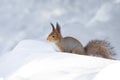 Squirrel snow winter Royalty Free Stock Photo