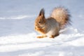 Squirrel snow winter Royalty Free Stock Photo