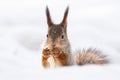 Squirrel snow winter Royalty Free Stock Photo