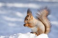 Squirrel snow winter Royalty Free Stock Photo