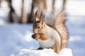 Squirrel snow winter Royalty Free Stock Photo