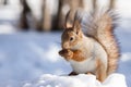 Squirrel snow winter Royalty Free Stock Photo