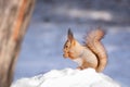 Squirrel snow winter Royalty Free Stock Photo
