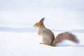 Squirrel snow winter Royalty Free Stock Photo