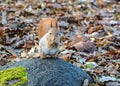 Red squirrel sitting on stone in autumnal park and eating nut Royalty Free Stock Photo