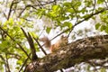 Red squirrel sitting on the tree branch on a sunnysummer day Royalty Free Stock Photo