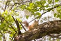 Red squirrel sitting on the tree branch on a sunnysummer day