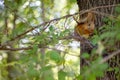 Red squirrel sitting on a tree and eating at a local city park or forest, sunny summer day Royalty Free Stock Photo