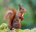A red squirrel sitting on a trunk