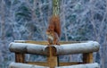 Red squirrel sitting on a wooden fence in the woods winter day. Royalty Free Stock Photo