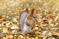 Red squirrel, small forest animal, close-up. Portrait of funny squirrel Royalty Free Stock Photo