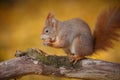 Red squirrel Royalty Free Stock Photo
