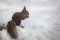 Red squirrel in snow