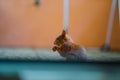 Red squirrel with soft fluffy fur eats a peanut alone on a balcony Royalty Free Stock Photo
