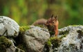 Red Squirrel Royalty Free Stock Photo