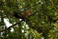 A Red Squirrel stand on a chestnut tree and eat fruit