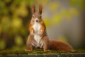 Red squirrel, stand and deliver!