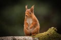 Red Squirrel standing.