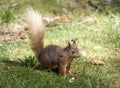 Red Squirrel standing alert on the ground Royalty Free Stock Photo