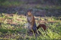 Red squirrel standing on grass