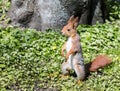Red squirrel standing on green grass near a tree Royalty Free Stock Photo