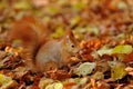 Red squirrel standing with hazelnut on colorful leafs Royalty Free Stock Photo