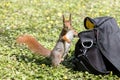 Red squirrel standing near camera bag in green grass Royalty Free Stock Photo