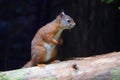 Red squirrel standing on tree branch Royalty Free Stock Photo