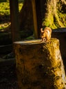 A red squirrel standing on a tree trunk with a golden fall afternoon sun Royalty Free Stock Photo