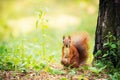 A red squirrel stands near a tree with a nut. Royalty Free Stock Photo