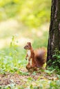 A red squirrel stands near a tree with a nut. Royalty Free Stock Photo