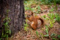 A red squirrel stands near a tree with a nut. Royalty Free Stock Photo