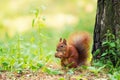 A red squirrel stands near a tree with a nut. Royalty Free Stock Photo