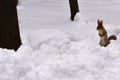 A red squirrel stands in a snowdrift on a sunny winter day. A forest beast. Royalty Free Stock Photo