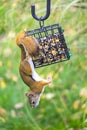 Red Squirrel Stealing Bird Seed Royalty Free Stock Photo