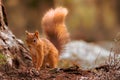 Red Squirrel in the summer sun