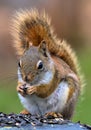 Red Squirrel and the sunflower seed lunch