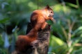 red squirrel in sunlight eating acorn Royalty Free Stock Photo