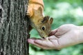 Red squirrel taking food from hand