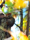 Red Squirrel Tamiasciurus hudsonicus in a Tree Royalty Free Stock Photo