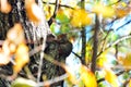 Red Squirrel Tamiasciurus hudsonicus in a Tree