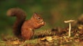 Red Squirrel and Toadstool Royalty Free Stock Photo