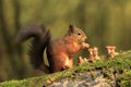 Red Squirrel and Toadstools Royalty Free Stock Photo