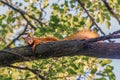 Red squirrel on a tree branch looks into the frame. Animals in the wild. Life in the forest. Beautiful soft coat and fluffy tail. Royalty Free Stock Photo