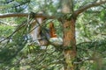 Red squirrel in a tree eating a nut Royalty Free Stock Photo