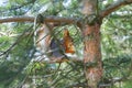 Red squirrel in a tree eating a nut Royalty Free Stock Photo