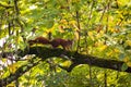 Red squirrel on a tree Royalty Free Stock Photo