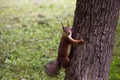 Red squirrel in a tree looking at the camera.