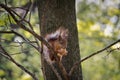 Red squirrel on a tree Royalty Free Stock Photo